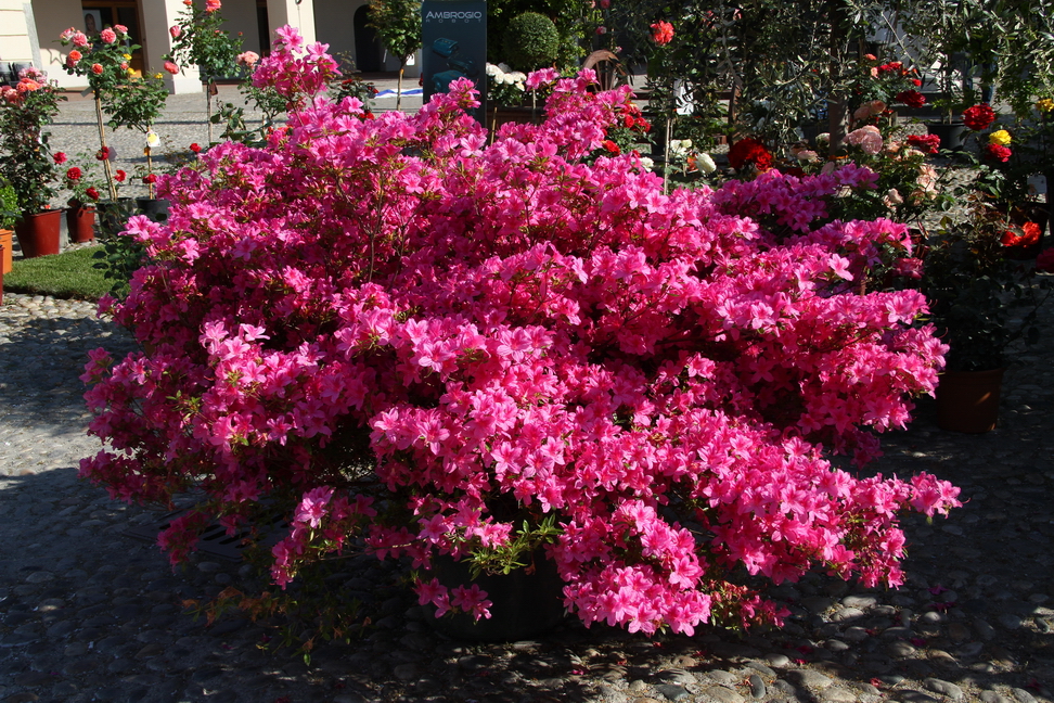 Festa delle rose_04.JPG